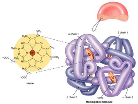 W Red Cell Physiology Erythropoiesis Structure Haemoglobin O