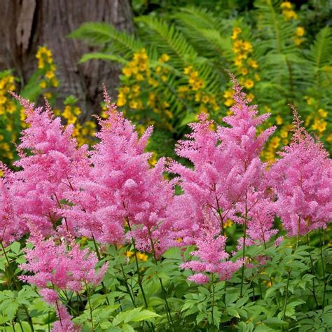 Цветы многолетники для урала - 75 фото