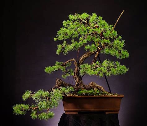 Beautiful Bonsai Before After Scots Pine Bonsai Bark