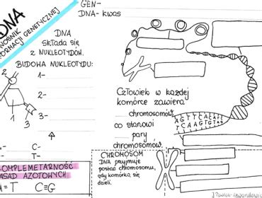 Klasa Grzyby I Porosty Budowa Kolorowa Sketchnotka Z Oty