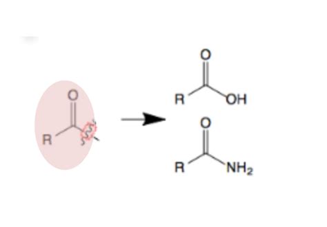 Functional Group 7 + 8 - Amides Flashcards | Quizlet