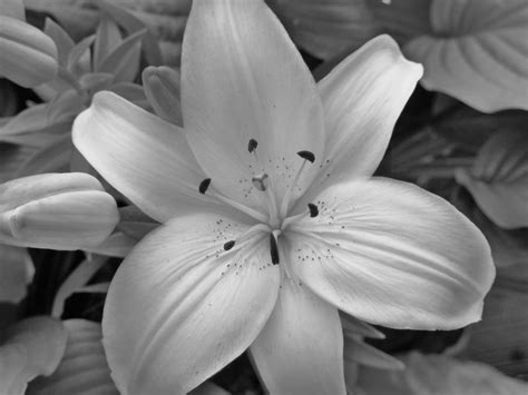 Black And White Lily By Cellopuddin On Deviantart