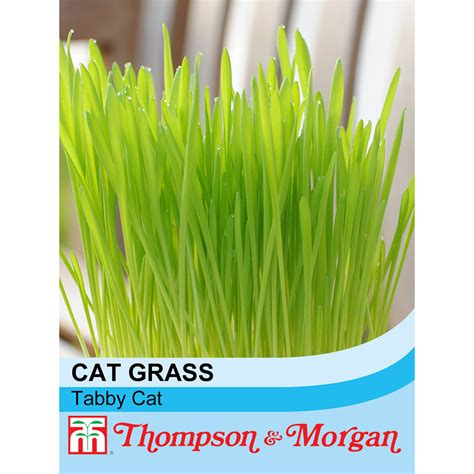 Cat Grass Tabby Cat Seeds Thompson Morgan