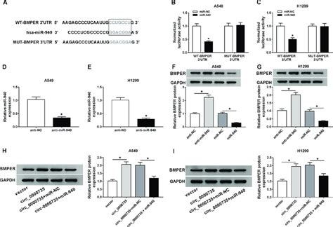 BMPER Was Negatively Regulated By MiR 940 A The Predicted Binding