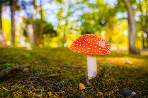 Premium Photo Fly Agaric Mushrooms Grow In A Forest Clearing Fabulous