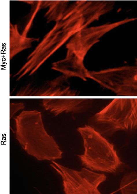MEFs stably transduced with RAS G12D or MYC and RAS G12D together were ... 