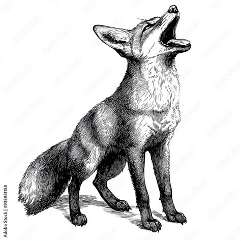 Black and white Vintage engraved art of a fox yelping, isolated on white background, ink sketch ...