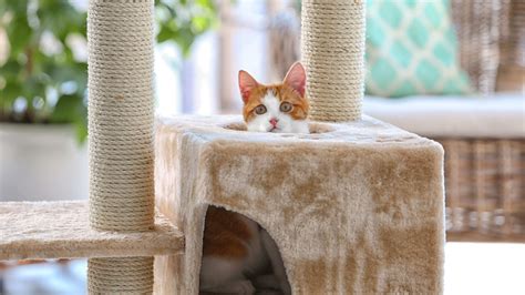 Cat Tree Buying Guide