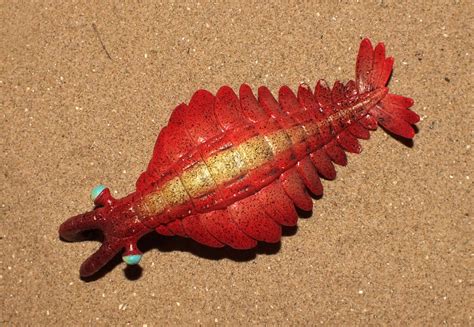 Dinocaridid Anomalocaris Canadensis CollectA Replica Flickr