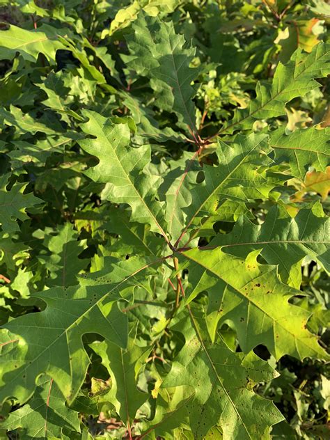 Shumard Oak Chestnut Hill Nursery