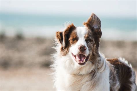 Otitis En Los Perros C Mo Curarle Gous