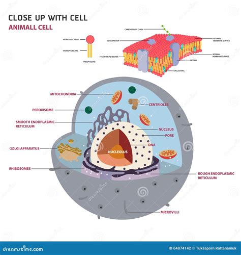 Simple Diagram Of Eukaryotic Cell