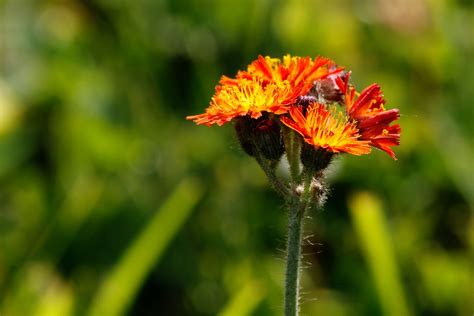 Hawkweed Flores Silvestres - Foto gratis en Pixabay - Pixabay