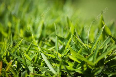 Background Of Lush Green Grass Photo And Picture For Free Download ...