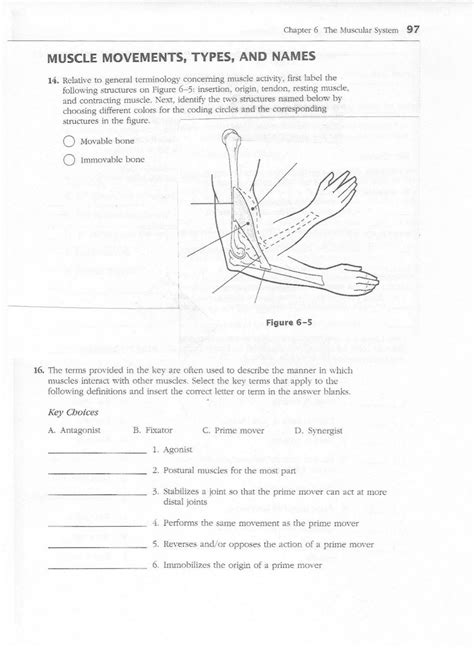 Chapter 6 Muscular System Answer Key Athens Mutual Student Corner