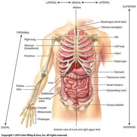 Anatomy And Physiology Test 1 Chapter 1 4 Flashcards Quizlet