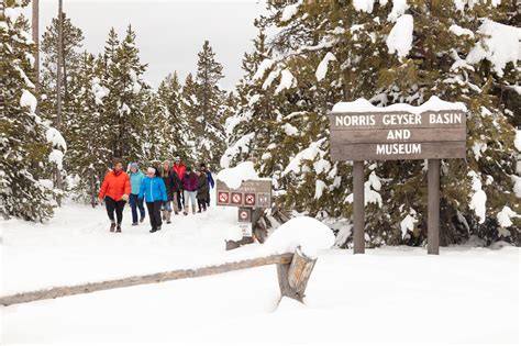 Group Walks Back To The Snowcoach At Norris Geyser Basin Yellowstone