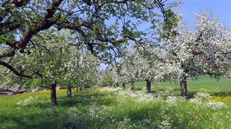 Free Images Landscape Tree Nature Grass Branch Blossom Meadow