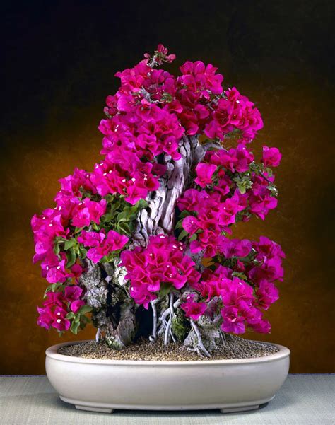 30 Of The Most Beautiful Bonsai Trees Ever