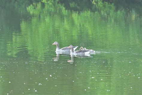 Family Geese with Baby Gosling Swimming on the River Stock Photo ...