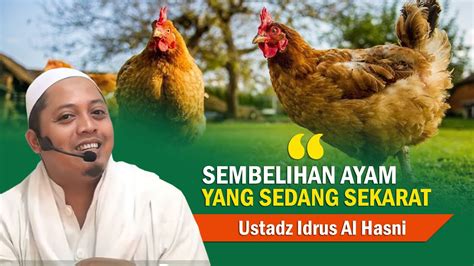 Hukum Sembelihan Ayam Yang Sedang Sekarat Youtube