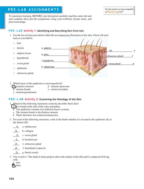 SOLUTION: Worksheet integumentary system - Studypool