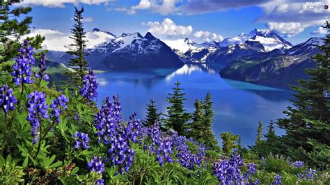 Mountains Flowers Lupin Lake Beautiful Views Wallpapers 1920x1080