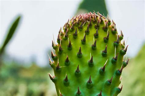 Paisaje Ancestral La Cuna Del Nopal Milpa Alta CDMX Fotos Mayra