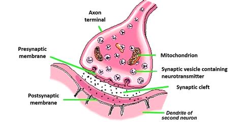 Synaptic Cleft Diagram