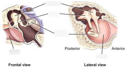 Auditory ossicles Diagram | Quizlet