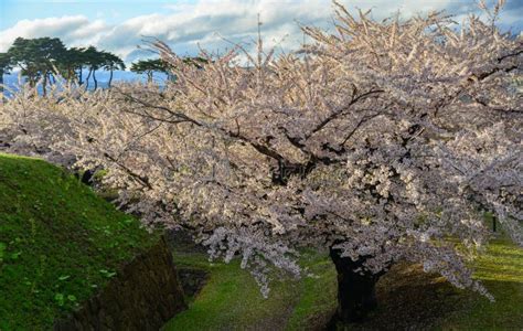 Cherry Blossom of Goryokaku Park, Hakodate, Japan Stock Photo - Image ...