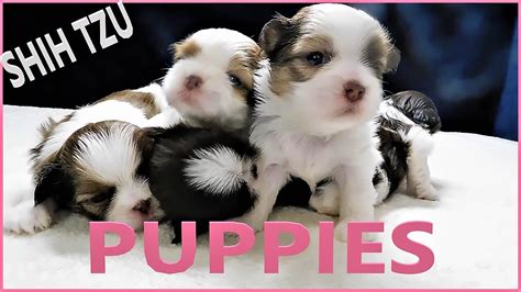 Shih Tzu Puppies 3 Weeks Old Youtube