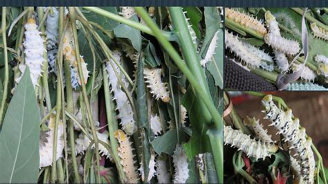 Eri Silkworm Rearing Youtube