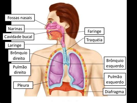 Qual A Função Da Laringe No Sistema Respiratorio - Sistema Respiratório: Órgãos, Função, Resumo – VQQZ