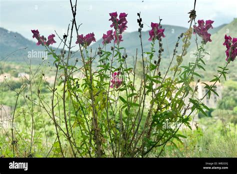 Red Snap Dragon Plant Hi Res Stock Photography And Images Alamy