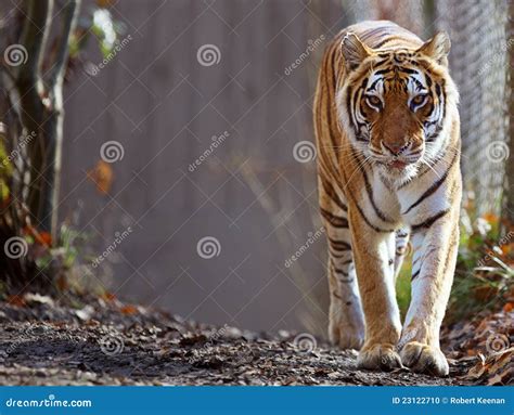 Bengal Tiger at zoo stock photo. Image of hunter, looking - 23122710