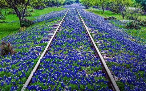 Texas Bluebonnet wildflowers near Llano-2017 Bing Desktop Wallpaper Wallpapers View ...