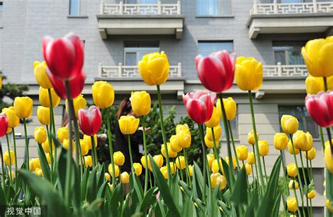 郁金香花海满蹊径 五彩缤纷美哭春天 搜狐大视野 搜狐新闻