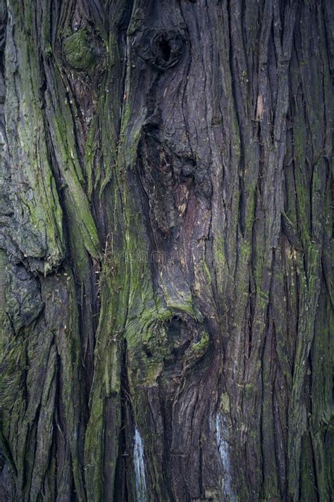 Tree Bark Texture Tree Trunk Old Wooden Background Trunk Detail