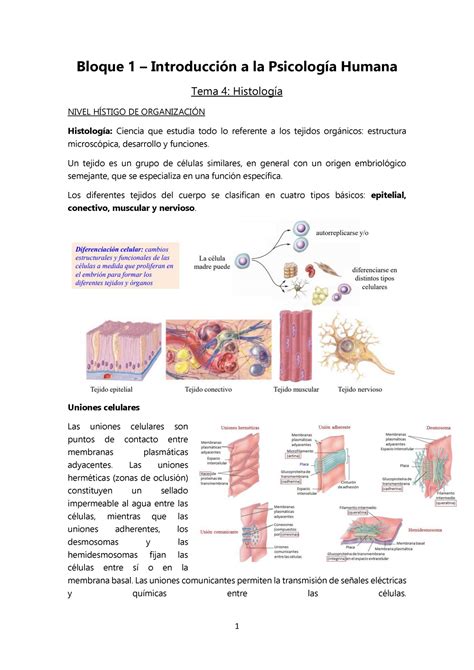 Tema 4 Apunts 4 Bloque 1 Introducción a la Psicología Humana Tema