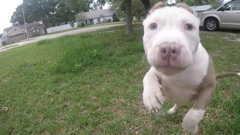 12 Week Old Xl Pitbull Puppy Youtube