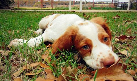 Breed Information Gabriel Mills Brittany Spaniels