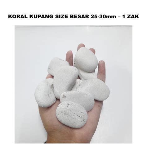 Jual Batu Koral Kupang Putih Size Besar Mm Kg Coral Hias Hiasan