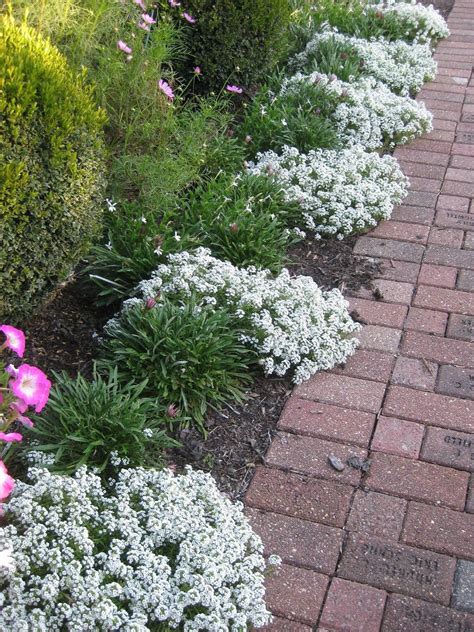 50 ALYSSUM Sweet Snow White Perennial & FAST ANNUAL Flower - Etsy