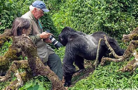 Day Bwindi Gorilla Trekking From Kigali Safari Vacations Travel