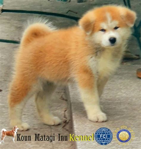 Akita Inu Puiut Cu Pedigree De Excep Ie Iasi Olx Ro