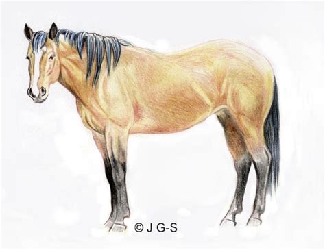 Drawing Lesson: A Realistic Horse in Colored Pencil