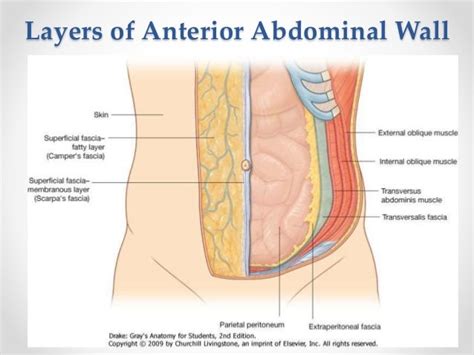 Anterior Abdominal Wall Showing Anatomic Location Of Midline Incision Images