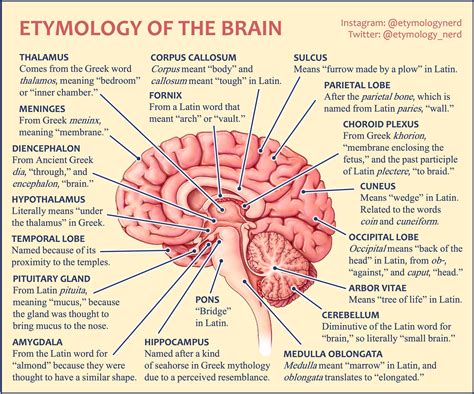 Infographic Explaining How Parts Of The Brain Got Their Names Someone Elses Creation R