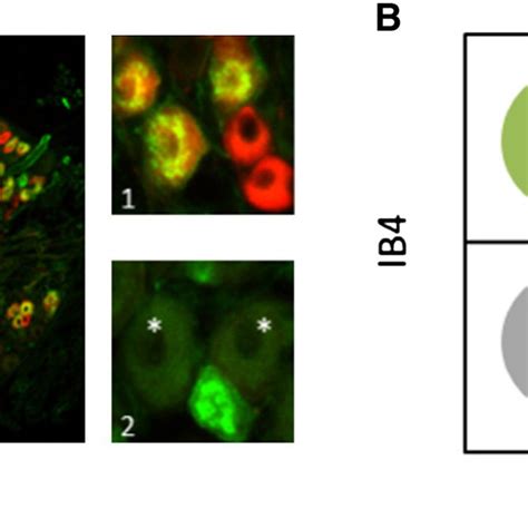 Combined GINIP And IB4 Immunolabeling Allows Discriminating 4 Distinct